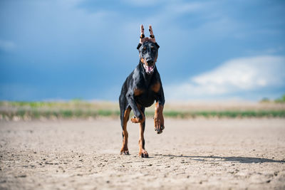 Full length of a dog running on field