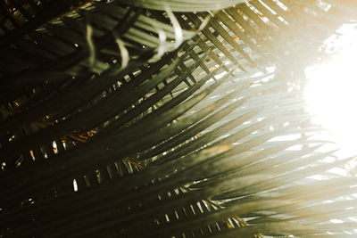 Close-up of wet palm tree leaves