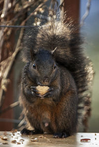 Nuts in hand