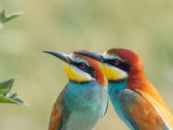 Close-up of birds perching