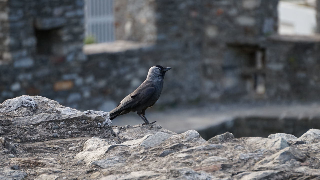 CLOSE-UP OF SPARROW PERCHING ON ROCK