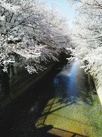 View of cherry blossom from tree