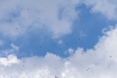 Low angle view of birds flying in sky