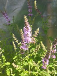 Close-up of purple flowering plants