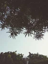 Low angle view of palm trees against clear sky