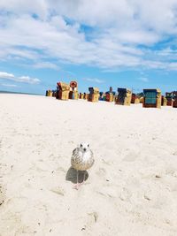 Seagulls on beach