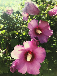 Close-up of pink hibiscus flower