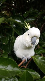 Close-up of white bird perching on leaf