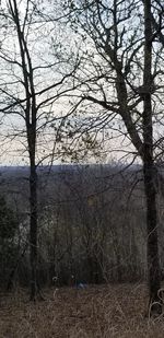 Bare trees in forest against sky