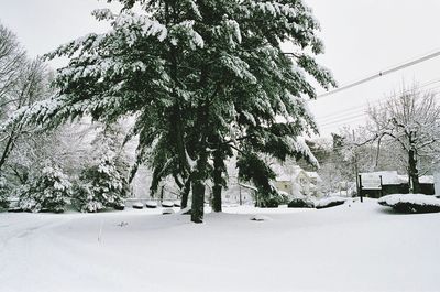Trees in snow