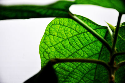 Close-up of plant