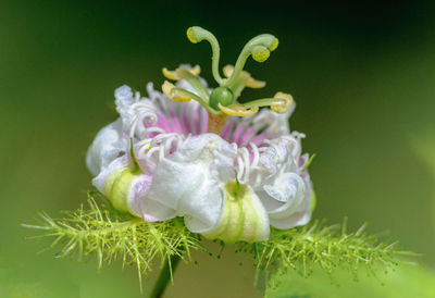 Close-up of pink flowers