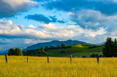 Scenic view of agricultural field against sky