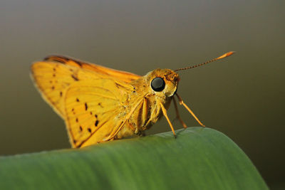 Close-up of insect on leaf