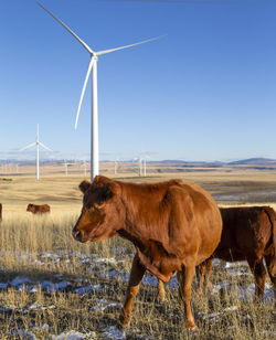 Wind turbines with cows in the field against blue sky