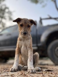 Portrait of dog looking at camera