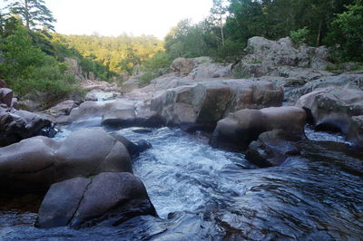 River flowing through forest