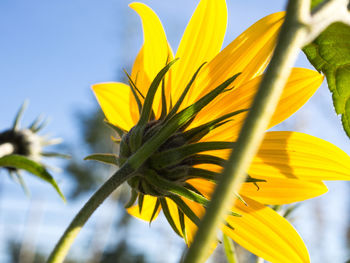 Low angle view of sunflower against sky