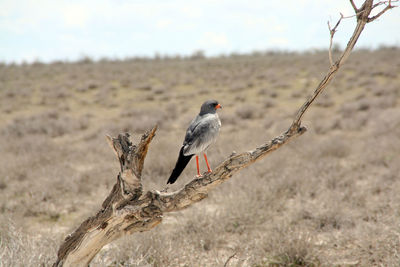 Close-up of bird perching on branch against sky