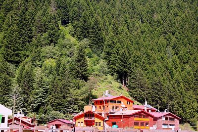 Panoramic view of trees against sky