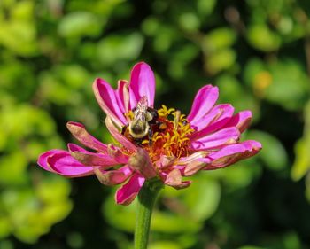 Close-up of insect on pink flower