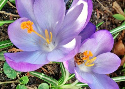 Close-up of purple flower