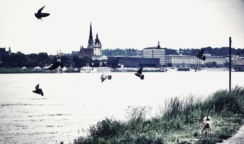 Seagull flying over river