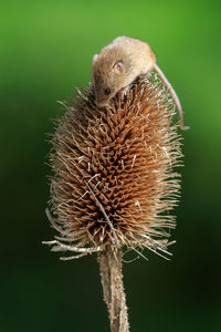 Close-up of a bird against blurred background