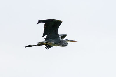 Low angle view of a bird flying