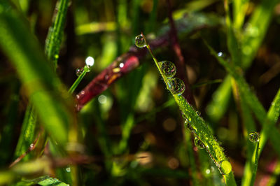 Close-up of wet plant leaves during rainy season