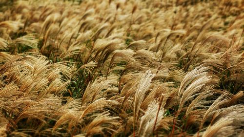 Close-up of wheat growing in field