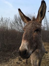 Close-up of a horse on field