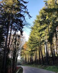 Road amidst trees against sky