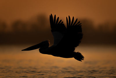 Close-up of bird flying against sky during sunset