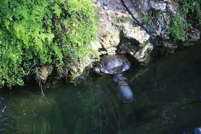 High angle view of shells on rock