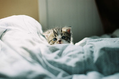 Portrait of kitten relaxing on bed