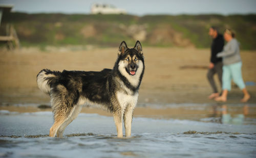 Side view portrait of siberian husky standing on shore at beach