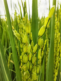 Close up view of a rice crops  field in india kerala