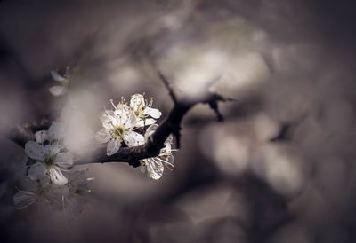 Close-up of white cherry blossom on tree