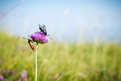 Close-up of insect on purple flower