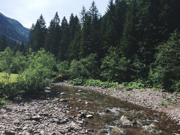 Scenic view of forest