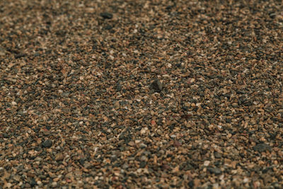 Full frame shot of pebbles on field