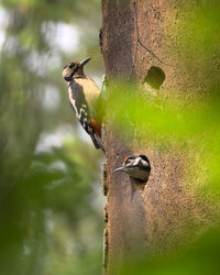 Close-up of bird perching on tree trunk