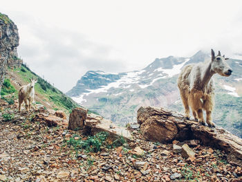 Dog standing on mountain against sky