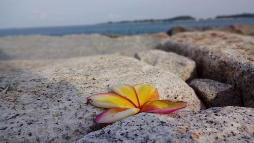 Close-up of frangipani on sand at beach