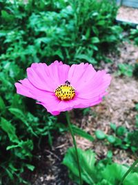 Close-up of insect on pink flower