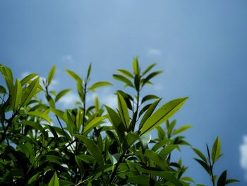 Low angle view of leaves against blue sky