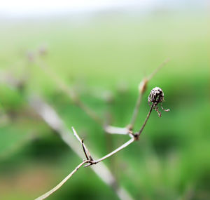 Close-up of insect on leaf