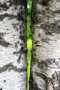 Full frame shot of tree trunk