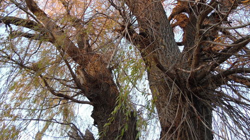 Low angle view of trees against sky